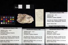 Foto (Objket + Etiketten) von Decapoda indet. 